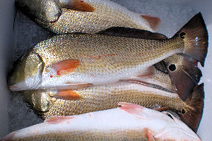 Speck-Tackler catch of limit of Red Drum.