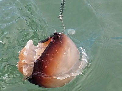 Cannonball Jellyfish.