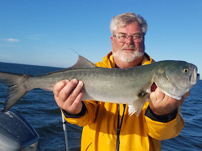 Angler holding a big Bluefish.