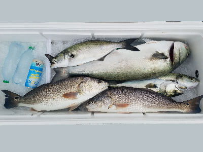 Cooler with several fish from the day's catch.