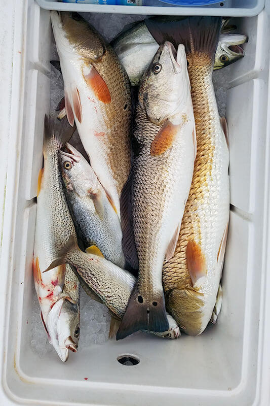 Nice cooler packed full of Red Drum and Gray Trout on a Cape Hatteras charter trip.