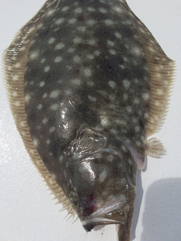 Rare one eyed flounder.