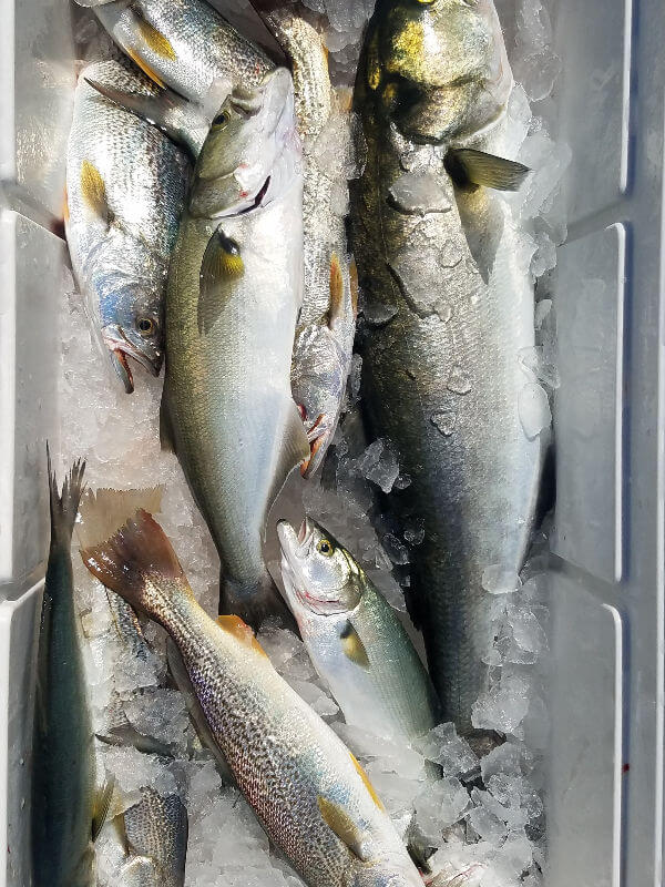 Cooler full of Gray Trout and Bluefish