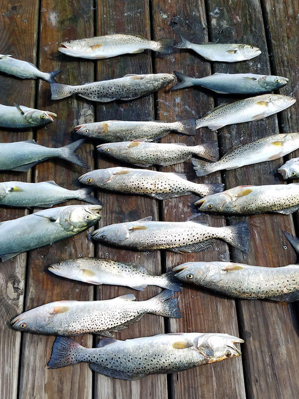 Speckled Trout laying on the dock.