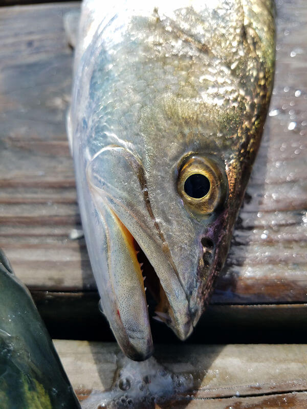 Closeup of a Speckled Trout's head.