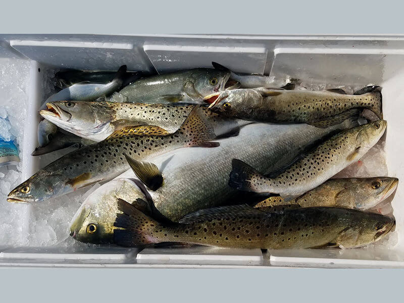 Nice cooler full of trout and blues.