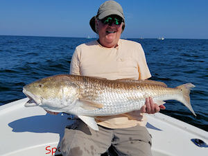 Tom shows off his 46 inch big Red Drum on a recent charter.