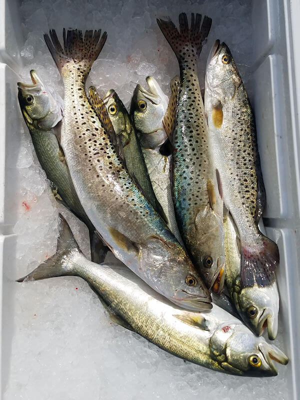 Cooler filled with Speckles Trout and Bluefish.